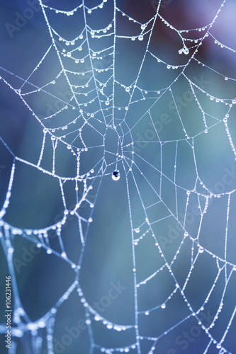 Abstract composition from nature, with many beautiful water drops on spiderwebs