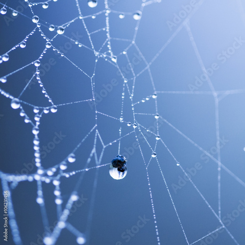 Abstract composition from nature  with many beautiful water drops on spiderwebs