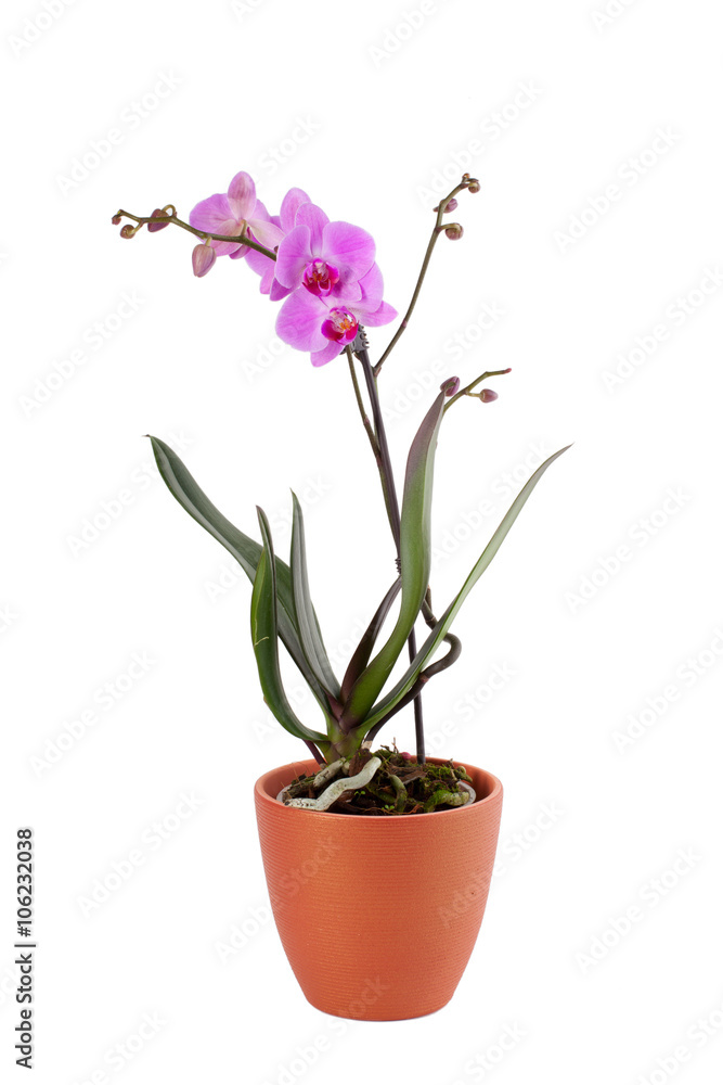 Fototapeta premium flower