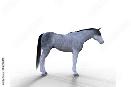 Cavalo cinza com a cabe  a virada para a direita.