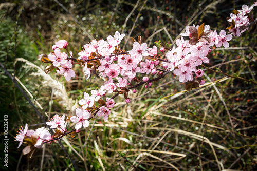 Cherry plum branch in bloom - Prunus cerasifera ‘Pissardii’ - ‘Atropurpurea’ - Prunus pissardii