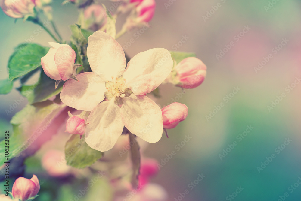 Obraz premium flowers