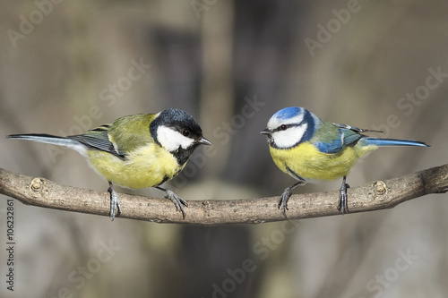 two birds great tit and blue tit on a branch in the Park