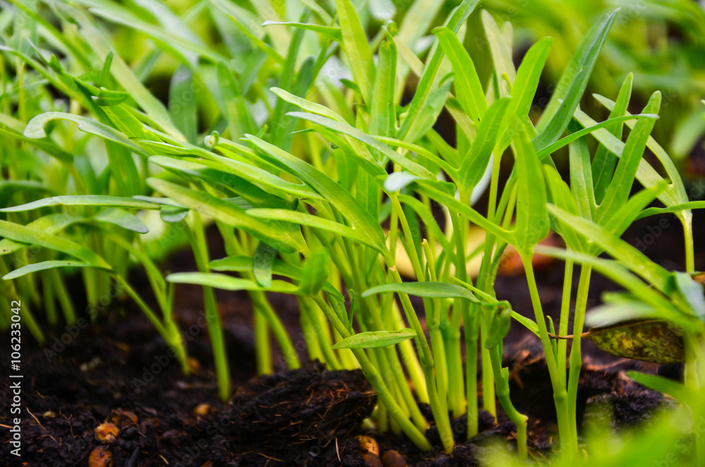Organic Gardening, Green Vegetables and water convolvulus growing in garden selective focus Organic Gardening, Green Vegetables and water convolvulus growing in garden selective focus