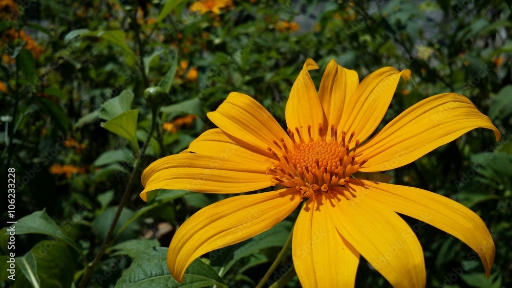 Fototapeta premium Sunflowers