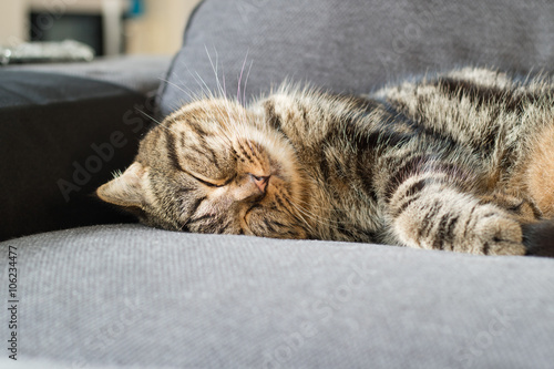 Fototapeta Naklejka Na Ścianę i Meble -  happy cat american short hair sleep on grey couch