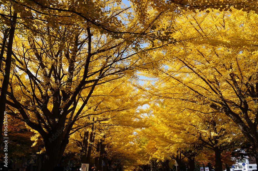 北海道大学のイチョウ並木