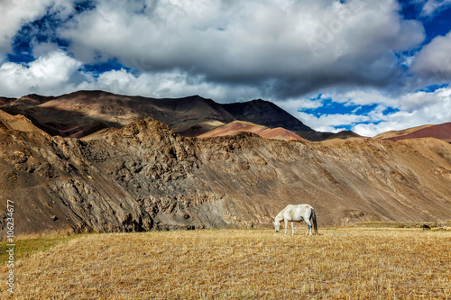 Horse grazing in Himalayas