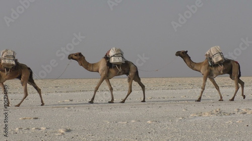 Camels caravan carrying salt in Africa's Danakil Desert, Ethiopia