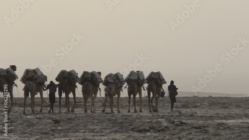 Camels caravan carrying salt in Africa's Danakil Desert, Ethiopia