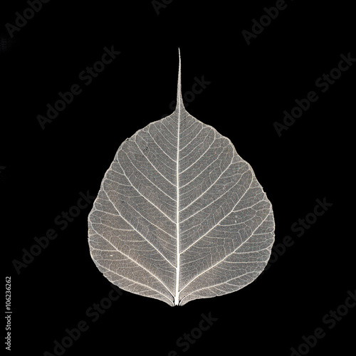 Leaf Skeleton on a black background