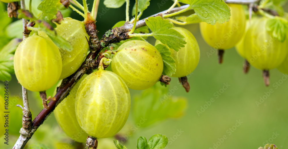 Grows ripe gooseberries on a branch. Grows ripe gooseberries on a branch.