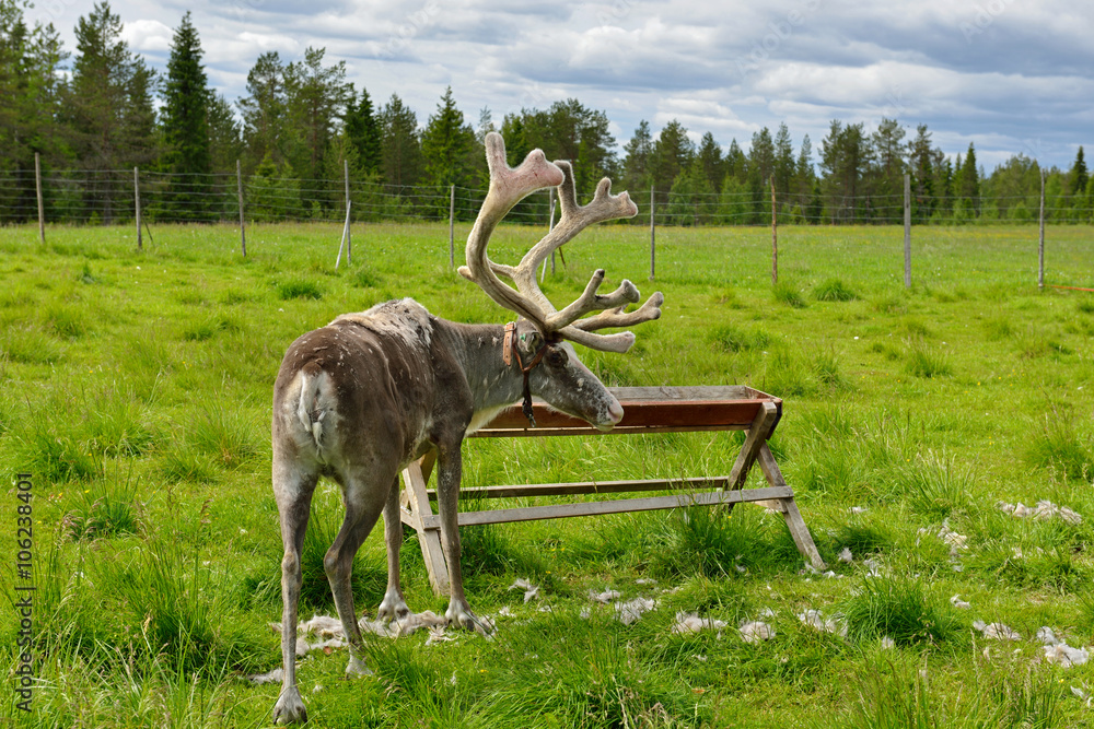 Naklejka premium Reindeer Farm in northern Finland, Lapland