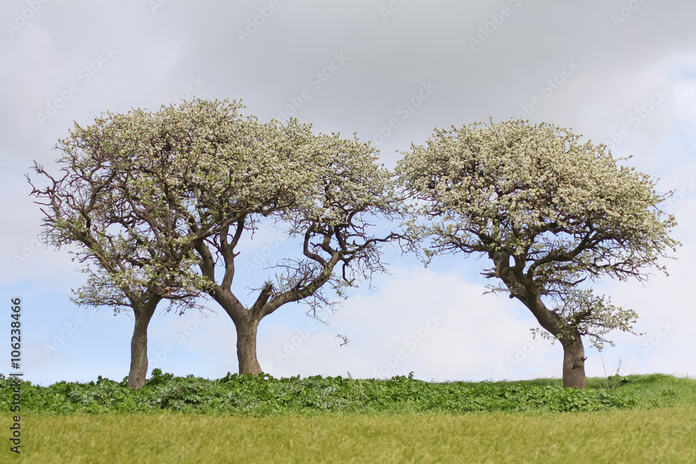 Fototapeta premium Landscape