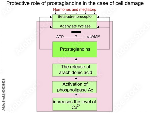 Protective role of prostaglandins photo