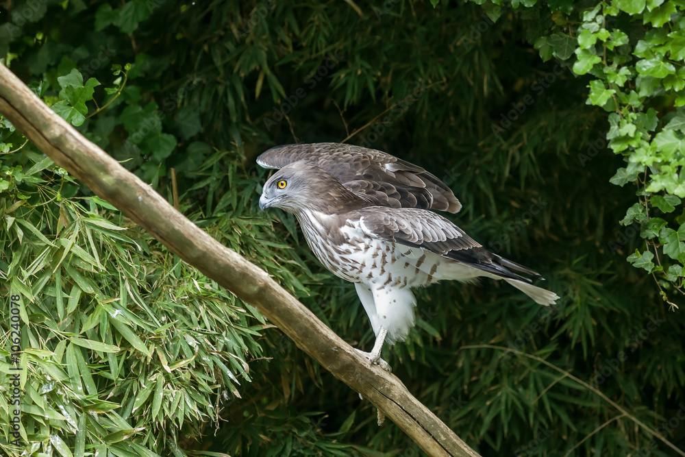 Short toed eagle ( circaetus gallicus ) Short toed eagle ( circaetus gallicus )