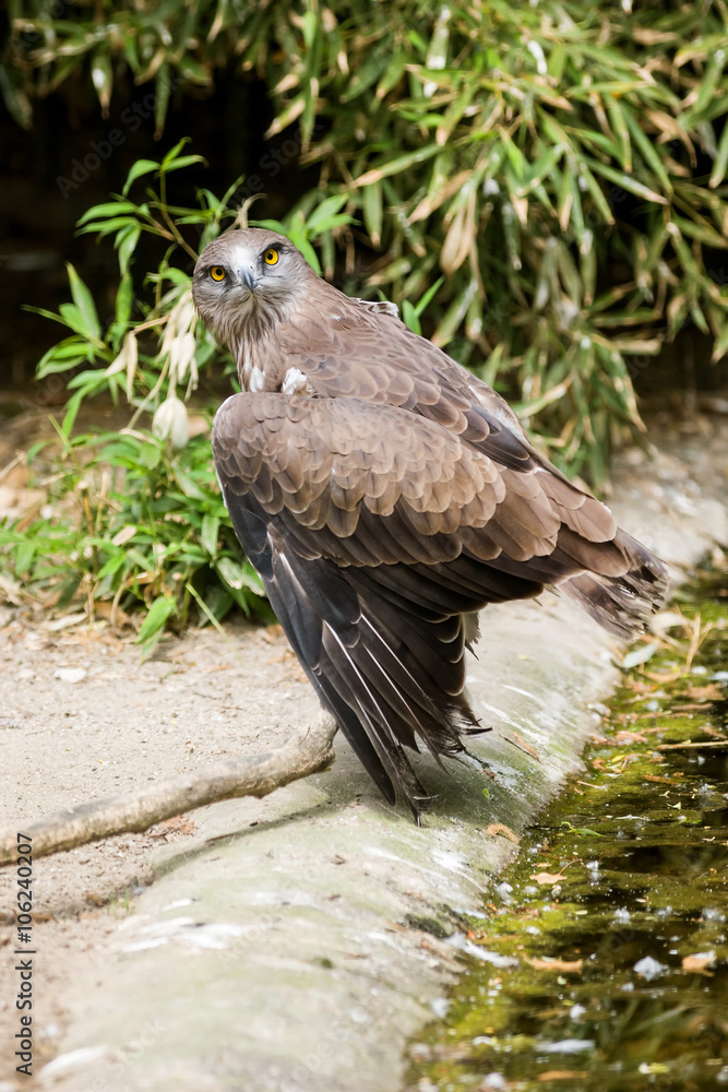 Fototapeta premium Short toed eagle ( circaetus gallicus )