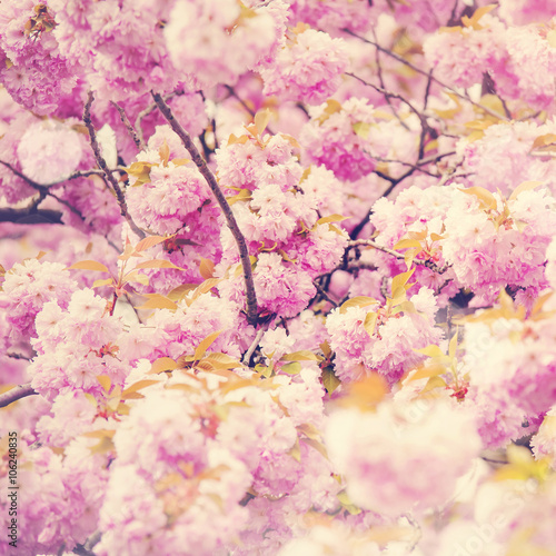 Spring Sakura dreamy background
