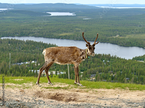 Reindeer on background of picturesque hills