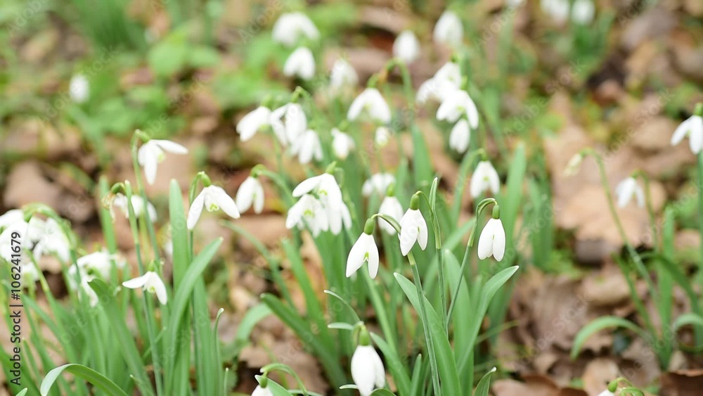 Snowdrops (Galanthus) Close Up Shot, Spring Flowers Snowdrops (Galanthus) Close Up Shot, Spring Flowers