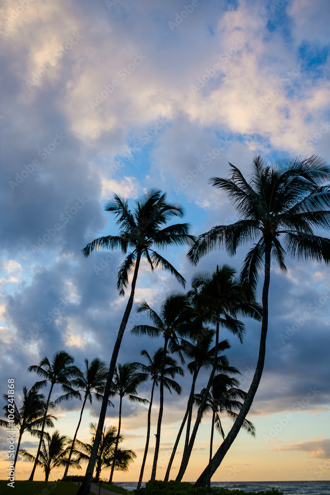 Early morning palm trees with clouds and sunrise