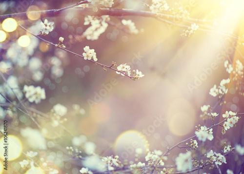 Beautiful nature scene with blooming tree and sun flare
