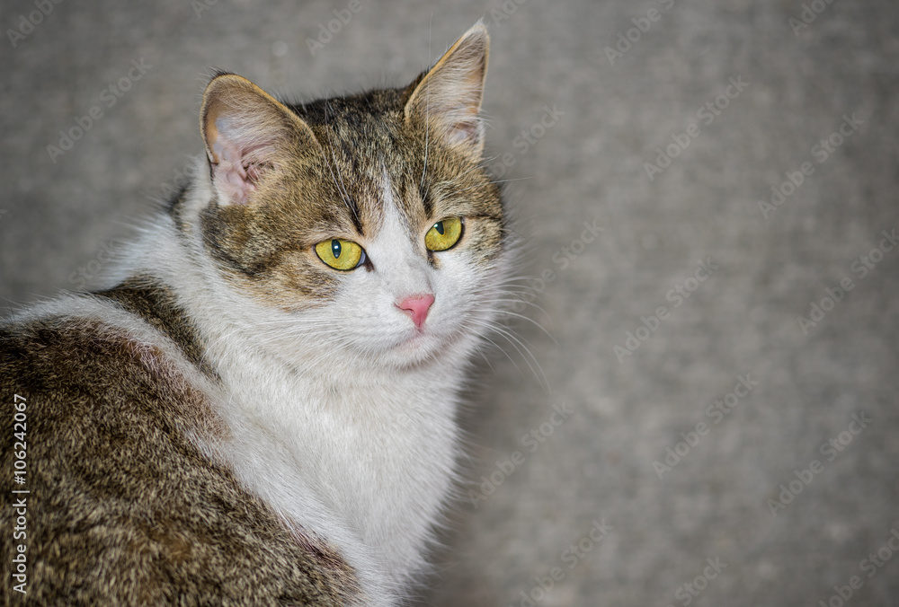 Outdoor portrait of beautiful ordinary cat (male) with yellow eyes