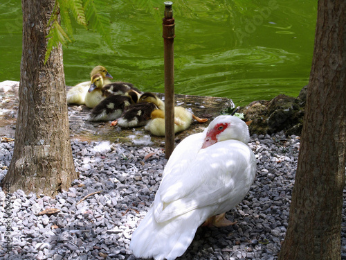 Muscovy duck with ducklings photo