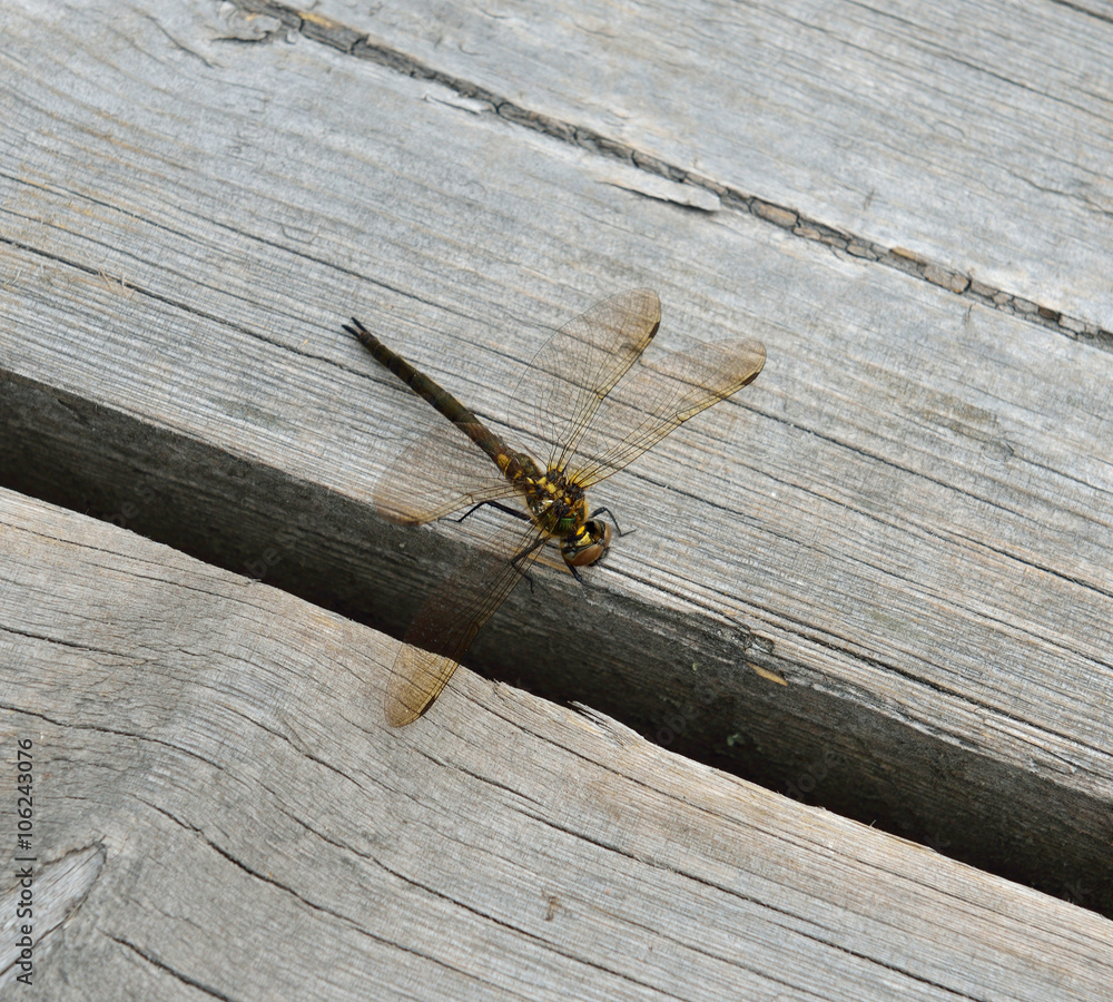 Dragonfly sitting on wooden plank Dragonfly sitting on wooden plank