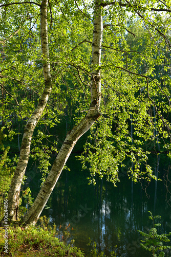 Birch illuminated by sun on shore of lake. Finland, Lapland