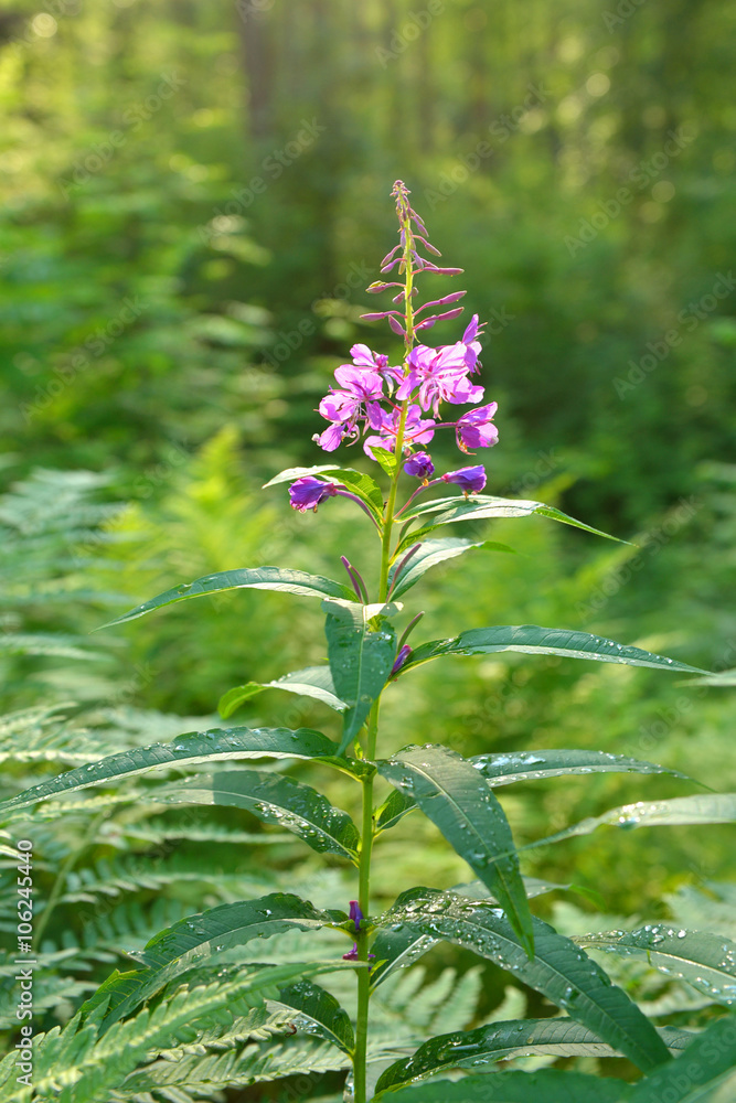 Obraz premium Fireweed (Rosebay Willowherb, Epilobium angustifolium)