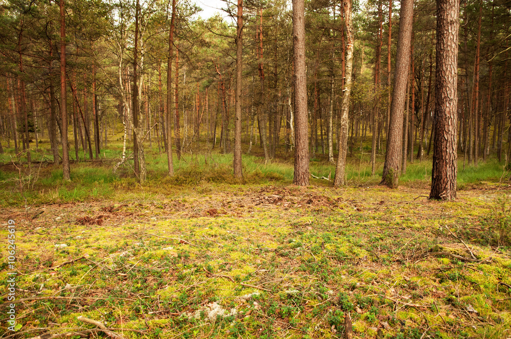 Fototapeta premium Pine Forest in the summer, natural landscape