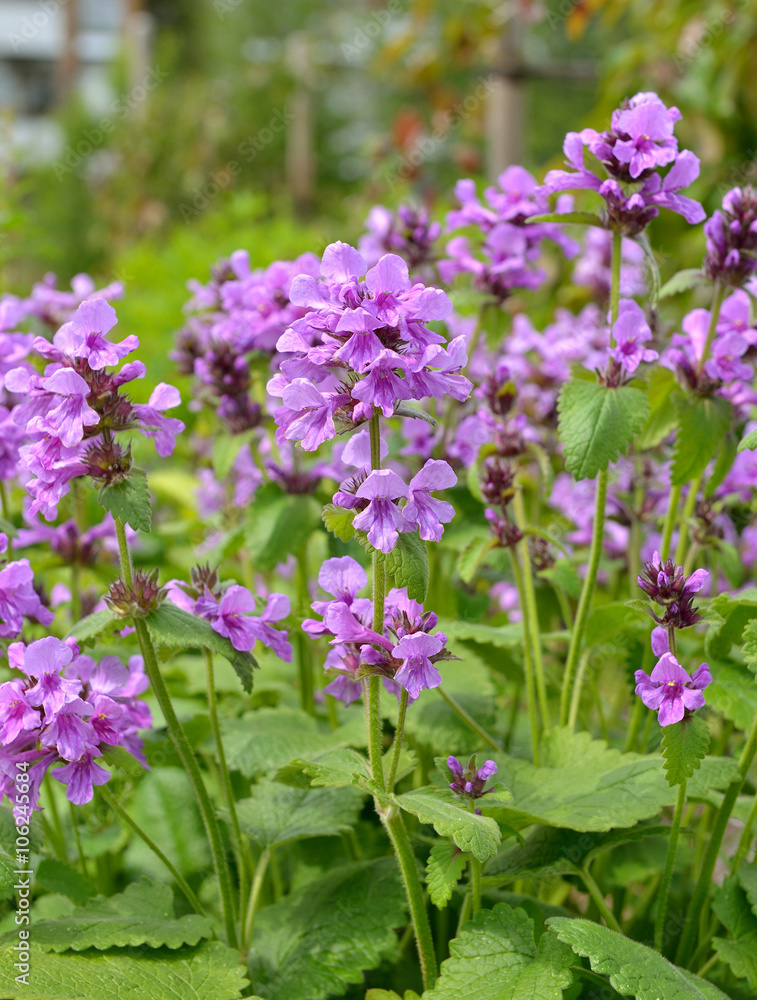 Stachys macrantha Stachys macrantha
