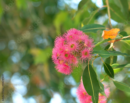 Blossoming eucalyptus tree