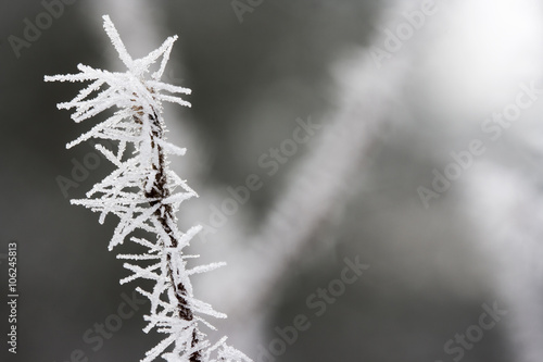 Frost on branch © altmis