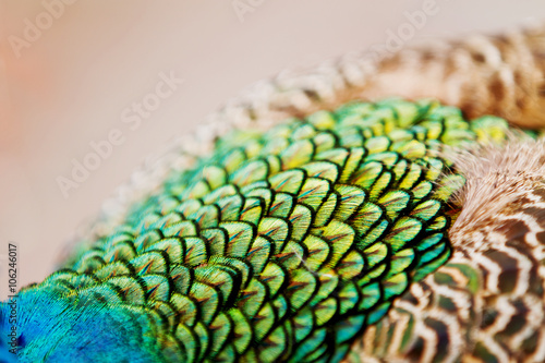 Fototapeta Naklejka Na Ścianę i Meble -  Indian (blue) peafowl or peacock (Pavo cristatus). Details and texture of it's feathers.