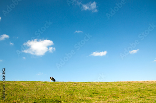 Weidendes Kalb auf Deich