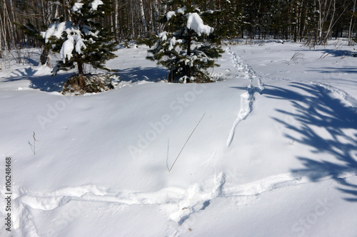 Animal track lines in the fresh March snow in the sunny forest