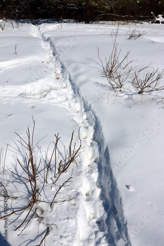 Animal track path in the fresh March snow in the sunny forest