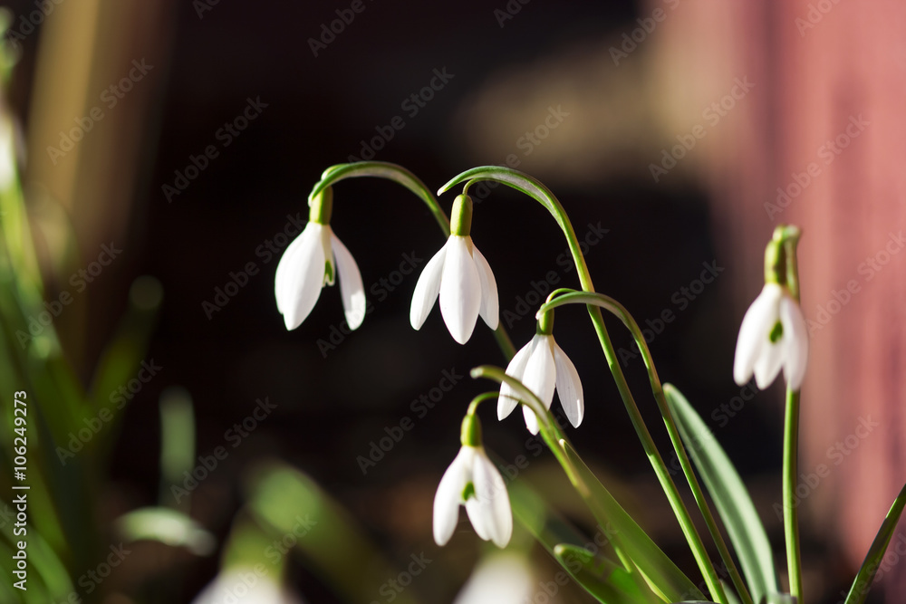 Obraz premium Snowdrops