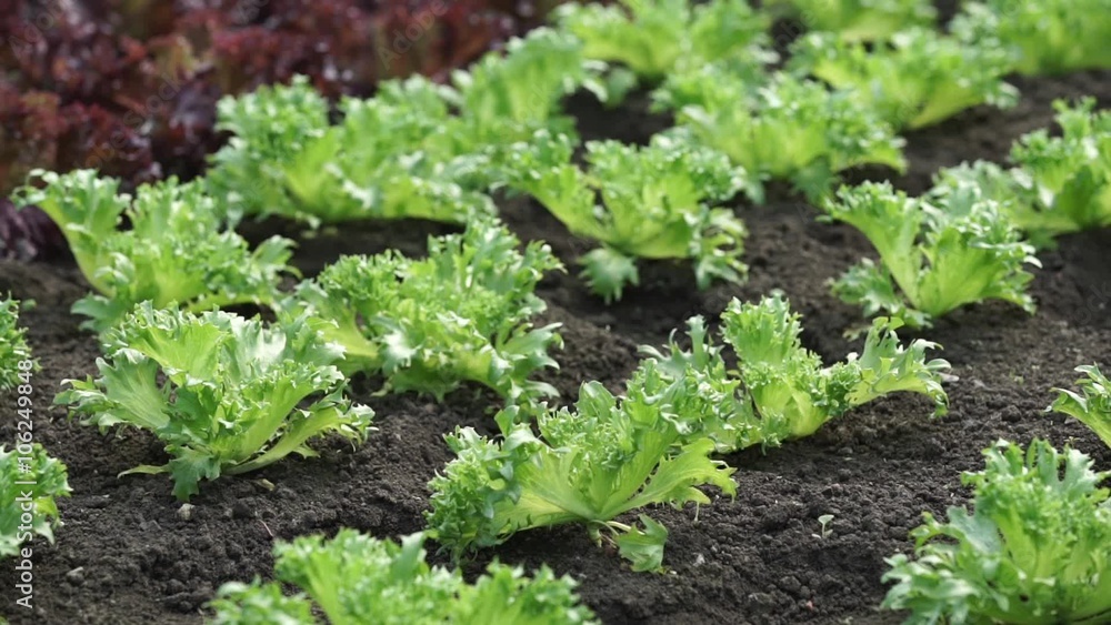 Salad Rows in the Greenhouse. Shooting with a Panorama Salad Rows in the Greenhouse. Shooting with a Panorama