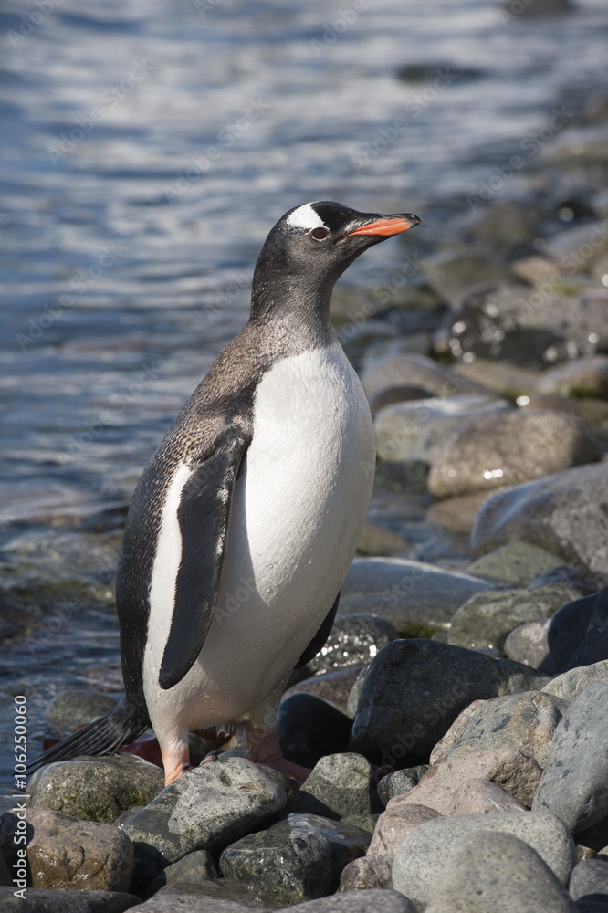Fototapeta premium Gentoo Penguin on the beach