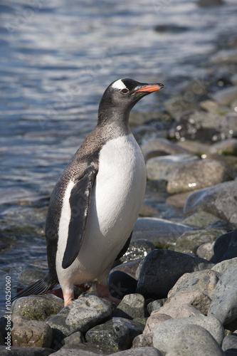 Gentoo Penguin  on the beach