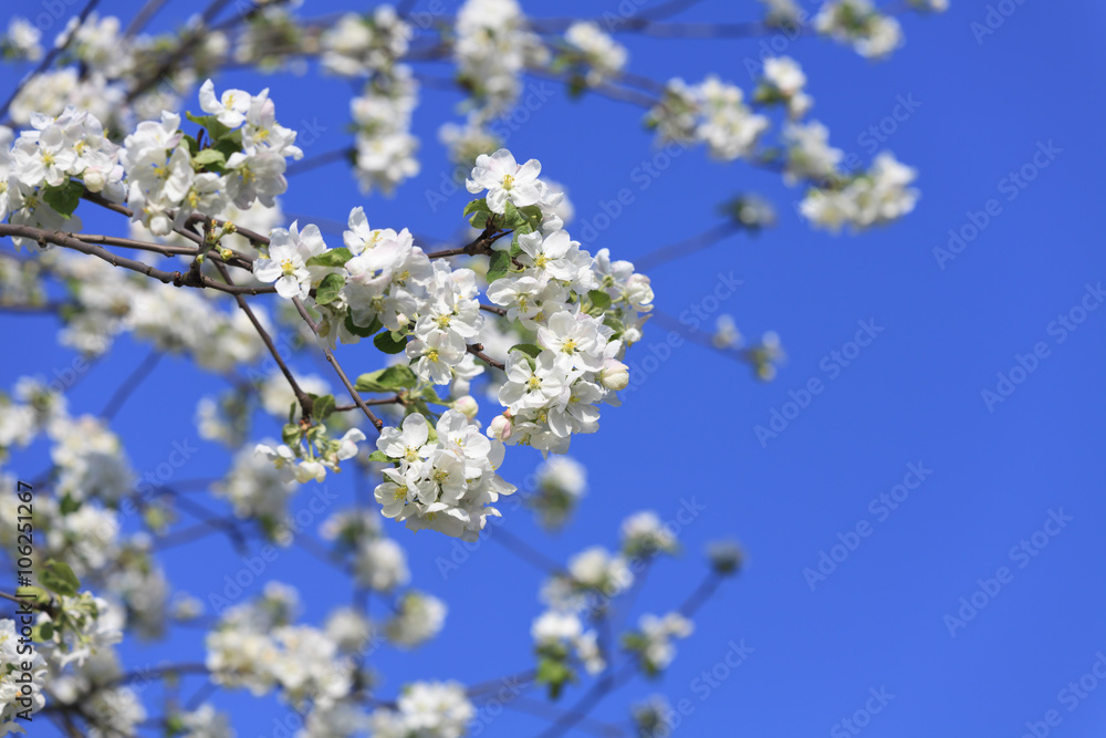 blossomed tree blossomed tree