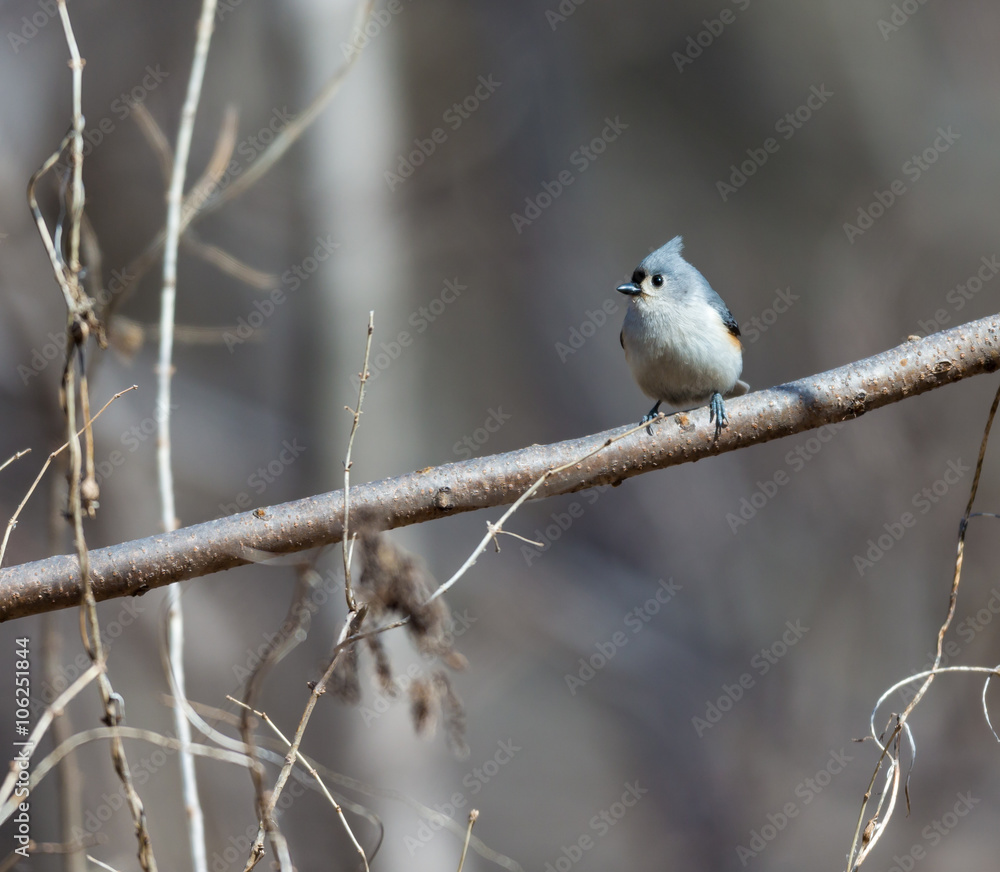 Tufted Titmouse in a forest in Quebec. Tufted Titmouse in a forest in Quebec.