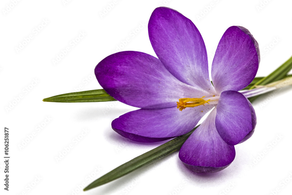 Purple flowers of crocus, isolated on white background
