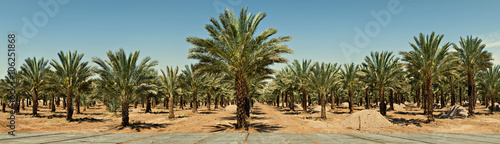 Panoramic view on plantation of date palms in desert of the Negev, Israel 