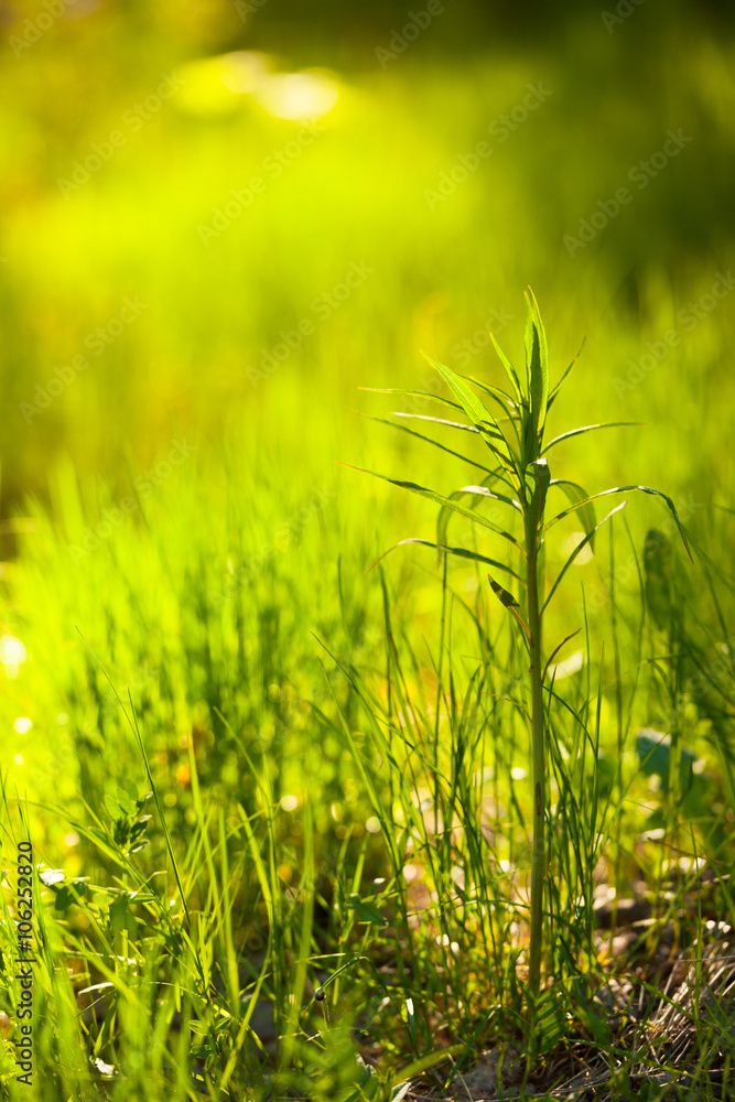 Obraz premium Green plant growing blurry background