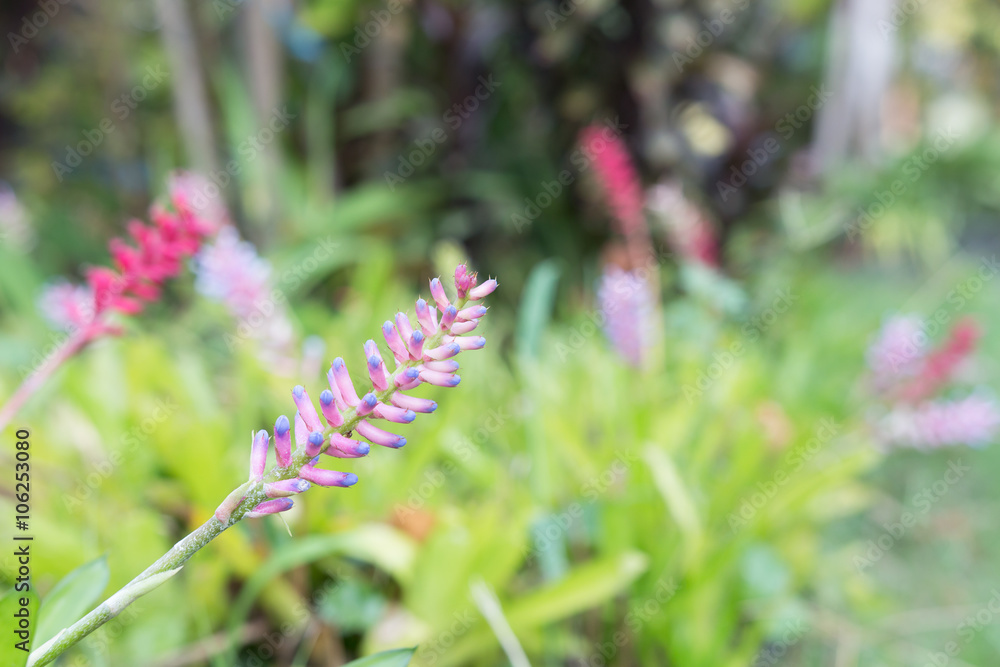 Beautiful wild flower orchid,Aechmea gamosepala ,Rare species of Beautiful wild flower orchid,Aechmea gamosepala ,Rare species of