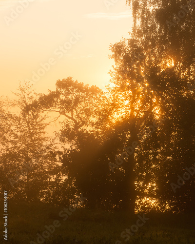 Foggy sunrise at behind trees filter edit